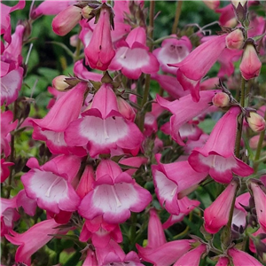 Penstemon 'Harlequin Pink'